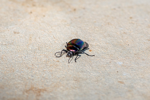 Close up of a black shiny beetle
