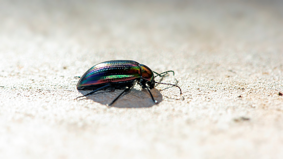 Close up of a black shiny beetle