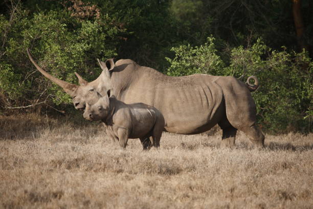 istock White rhinoceros mother with calf 1393936338