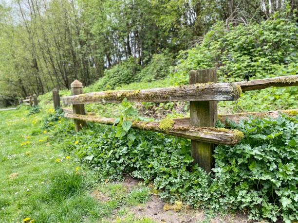 istock Green grass sunny sun day chamomile daisy wheel chain chamomel flower summer spring blossom park trail west outdoor patio dandelion yellow forest fence 1393936387
