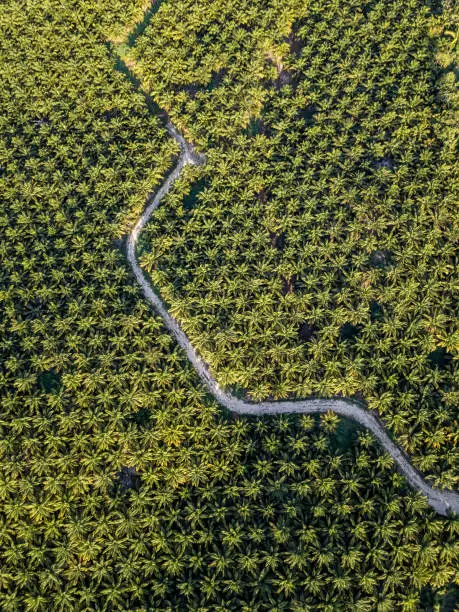 Photo of Palm Oil Plantation in Guatemala