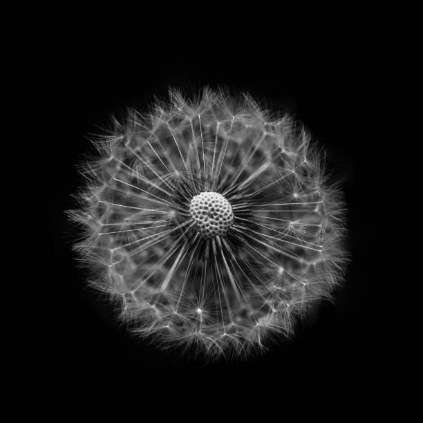 Dandelion close-up, black and white