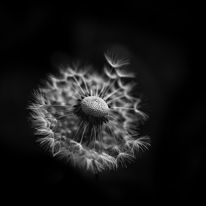 Dandelion clock, close-up, macro, black and white