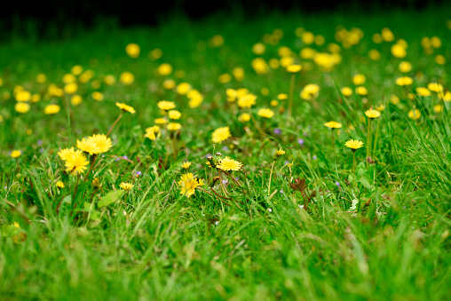 Green meadow in springtime with blooming dandelions with shallow depth of field.