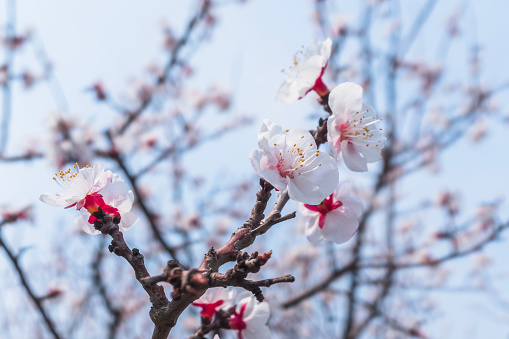 Japanese plum blossoms in spring
