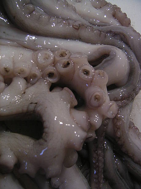 Pulpo Tentacles - foto de stock