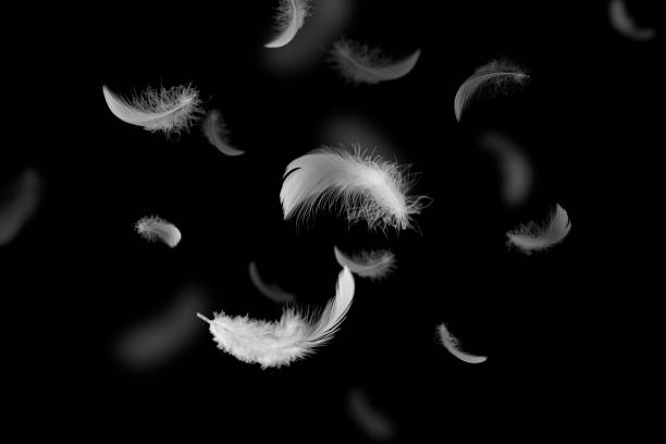istock White Fluffly Feathers Falling in The Air. Swan Feather on Black Background. Down Feathers. Floating Feathers. 1393939381