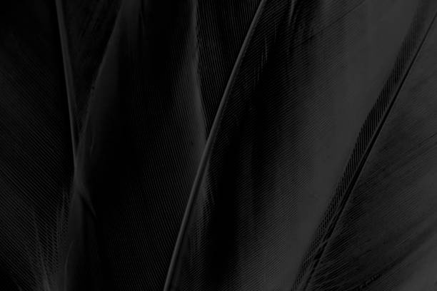 istock Macro of Black Bird Feathers Texture on Background 1393939383