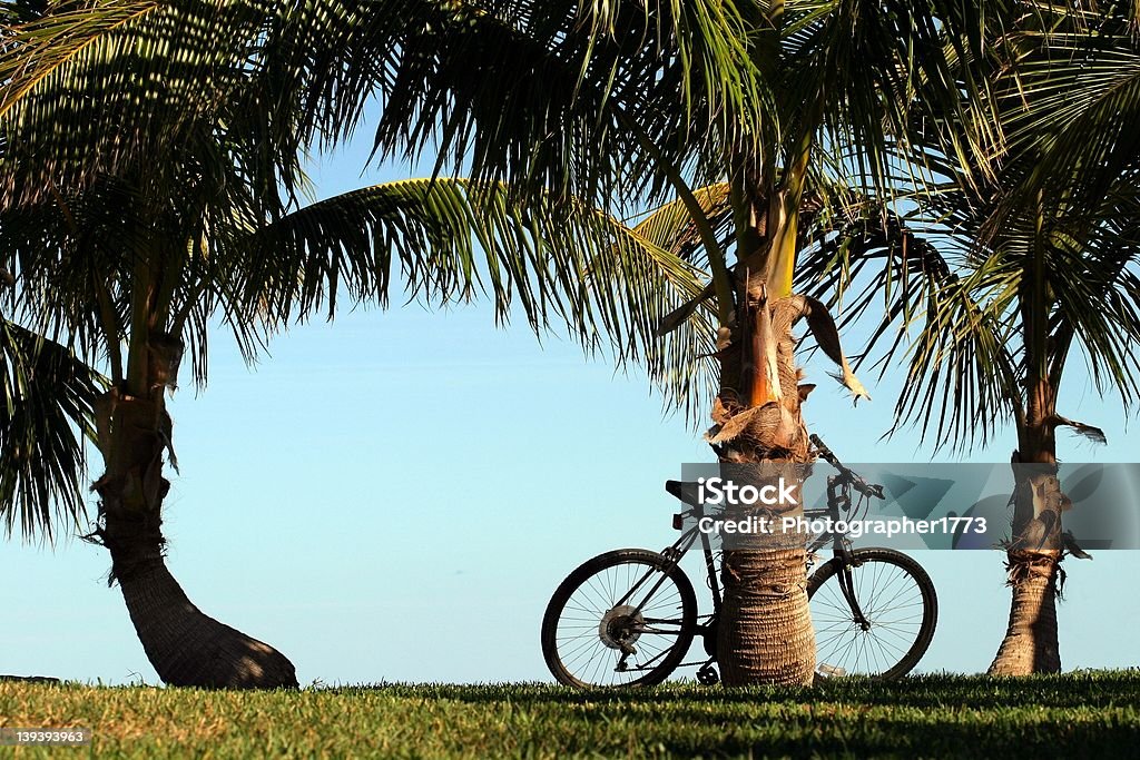 Bicicletta con palme - Foto stock royalty-free di Albero