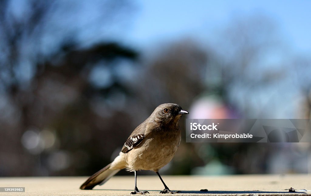 codename sparrow profile of a bird, with the capitol in the background.  not that you can tell.. Animal Body Part Stock Photo
