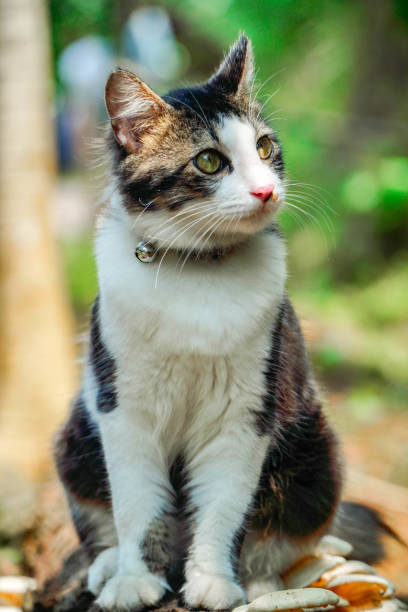 istock Black and white cat playing in the yard 1393940337