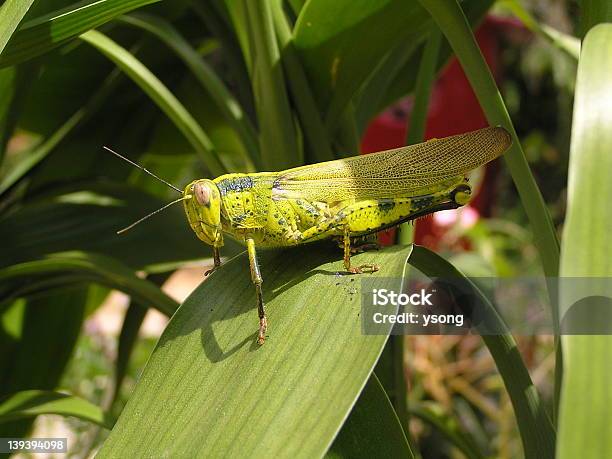 Foto de Grasshopper e mais fotos de stock de Abaixo - Abaixo, Folha, Fotografia - Imagem