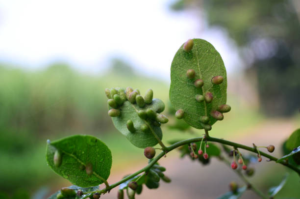 エリオフィア科 - leaf gall ストックフォトと画像