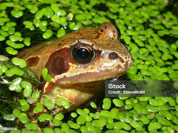 Rana Temporaria In Stagno 06 - Fotografie stock e altre immagini di Rana - Rana, Acqua, Ambientazione esterna