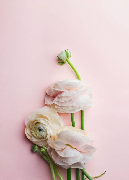 istock Bunch pale pink ranunculus flowers on pink background. close up. flatlay with copyspace. greeting card concept. wedding concept 1393941265