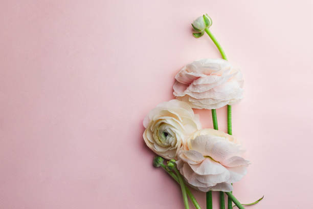 istock Bunch pale pink ranunculus flowers on pink background. close up. flatlay with copyspace. greeting card concept. wedding concept 1393941266
