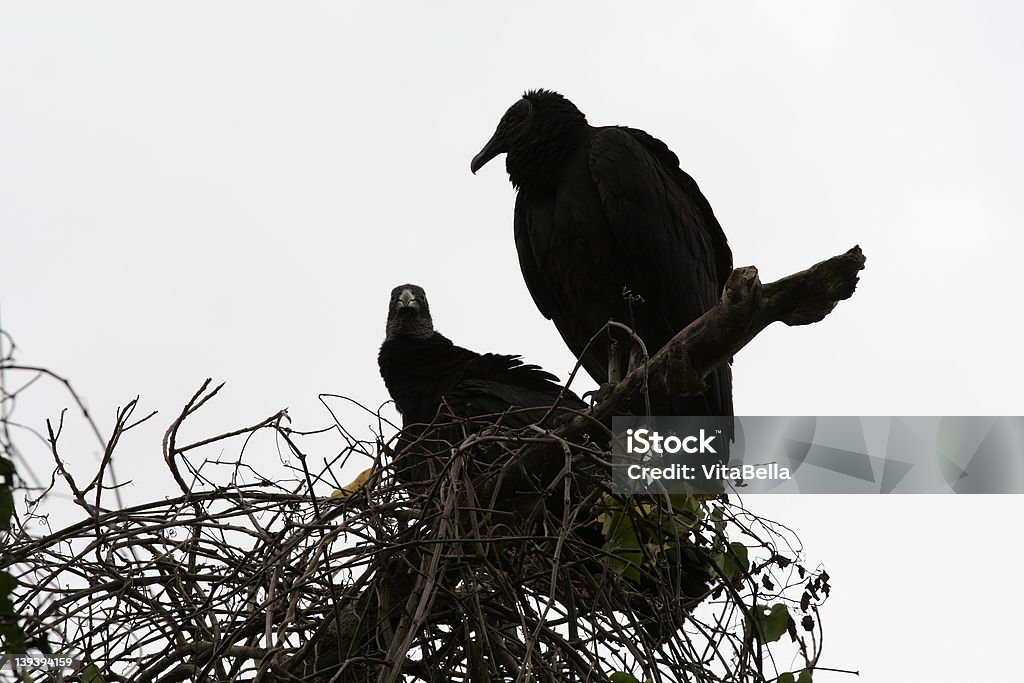 Dwa hawks na drzewo - Zbiór zdjęć royalty-free (Bez ludzi)