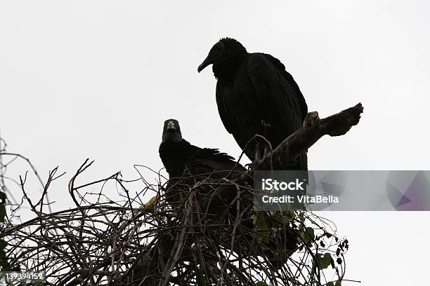 Dois Hawks Em Uma Árvore - Fotografias de stock e mais imagens de Abutre - Abutre, Animais caçando, Ao Ar Livre