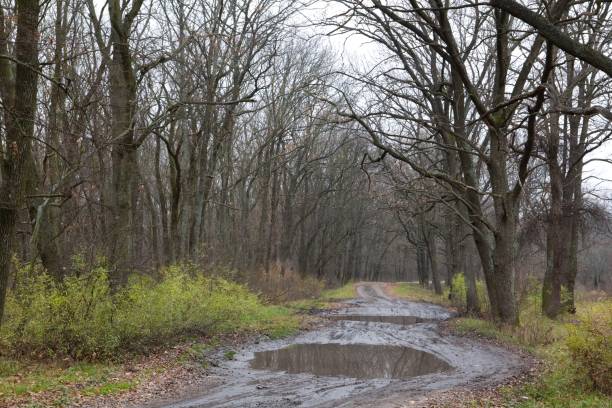 istock wet autumn forest road 1393942104