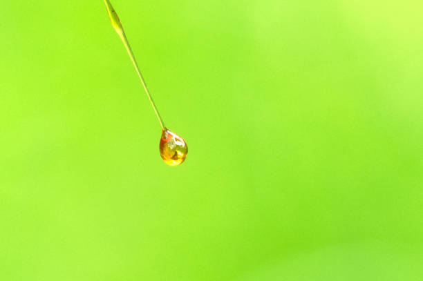 A drop of resin on a long thin thread on a beautiful green background stock photo