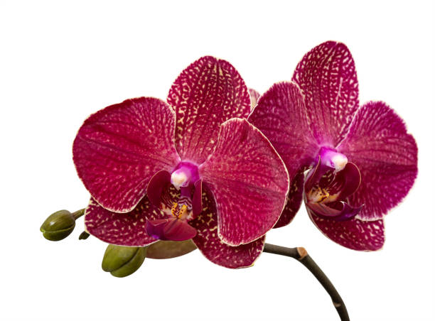 isolated branch of orchid flower on white background - orchid flower pink flower head imagens e fotografias de stock