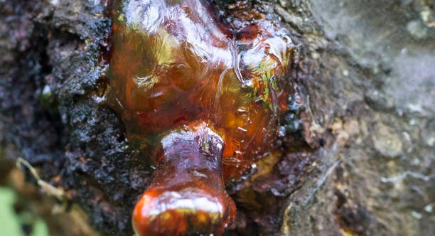 Macro photo of tree resin, sap, or amber bleeding out of the tree stock photo
