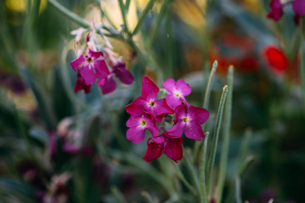 Beautiful Purple Flowers