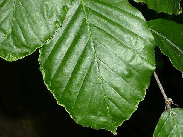 Beech Leaves 01 Leaves of teh Beech Tree (Fagus sylvatica) showing leaf-edge curl galls caused by a mite.           gall mite stock pictures, royalty-free photos & images
