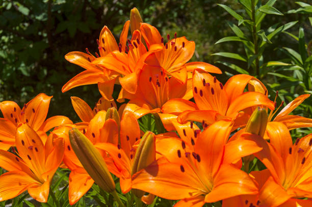 istock Beautiful flowering lilies 1393943874