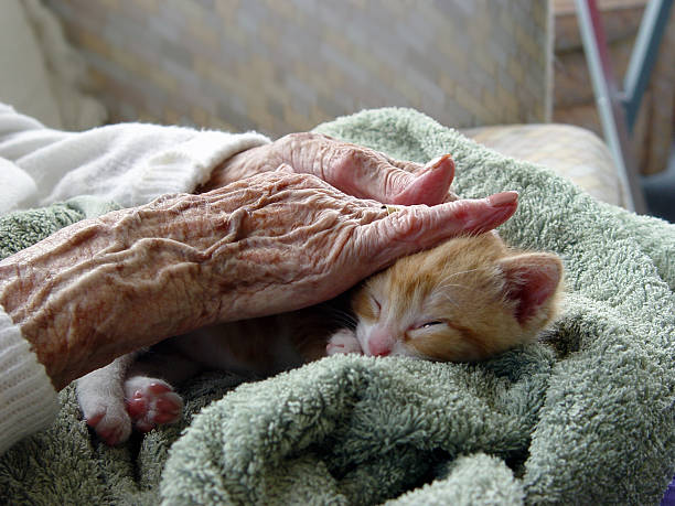 Elderly woman receiving pet therapy by stroking a kitten stock photo