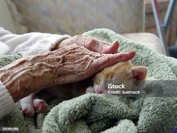 Elderly Woman Receiving Pet Therapy By Stroking A Kitten Stock Photo - Download Image Now