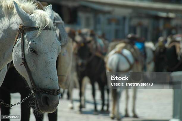 주시나요 가스 가축에 대한 스톡 사진 및 기타 이미지 - 가축, 그리스, 기진맥진
