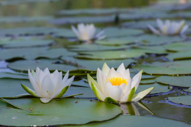 istock summer lake with white lilies 1393944446