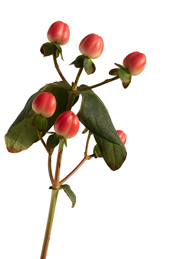 Red hypericum x inodorum berries isolated on white background