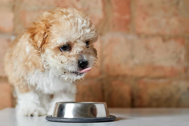 istock Maltipoo puppy eats from a metal bowl on a brick wall background. Close-up, selective focus 1393944465