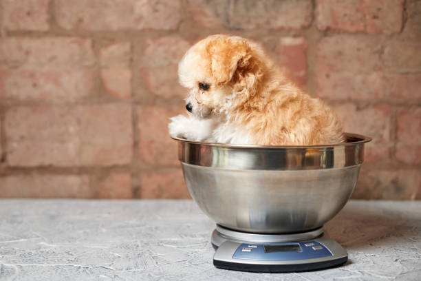 istock Maltipoo puppy is weighed on a kitchen scale against a brick wall. Close-up, selective focus 1393944484