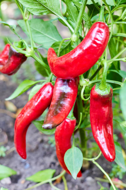 istock Red hot chilli peppers grows on a bush in the vegetable garden 1393944519