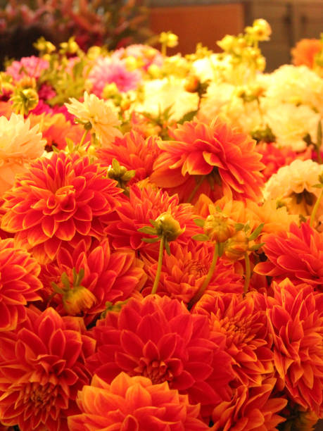istock Beautiful flowers 1393944535