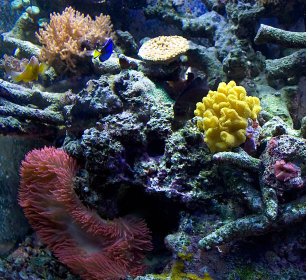 poisson de mer - beach coral close up water photos et images de collection