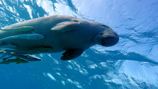 istock Dugongo. Sea Cow . 1393947546