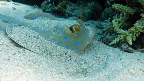 istock Taeniura lymma, Stingrays . 1393948405