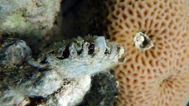istock Beautiful fish on the Red Sea reef. 1393948411