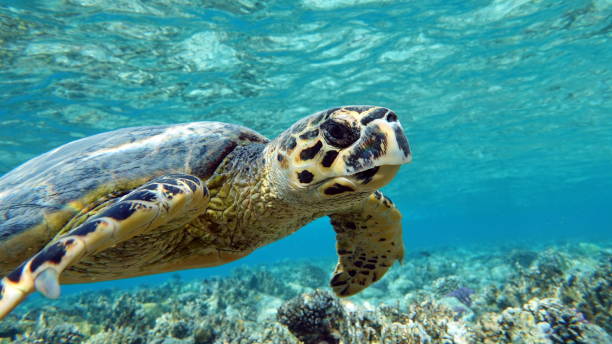 istock Sea turtles . Great Reef Turtle .Bissa. 1393948500