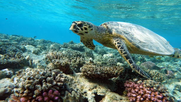 istock Sea turtles . Great Reef Turtle .Bissa. 1393948508