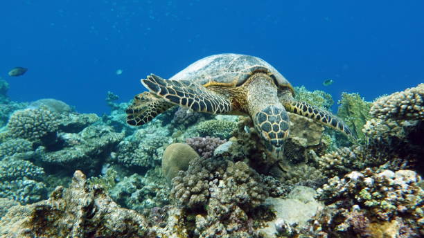 istock Sea turtles . Great Reef Turtle .Bissa. 1393949139