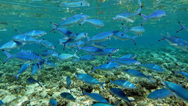 istock Beautiful fish on the Red Sea reef. 1393949485