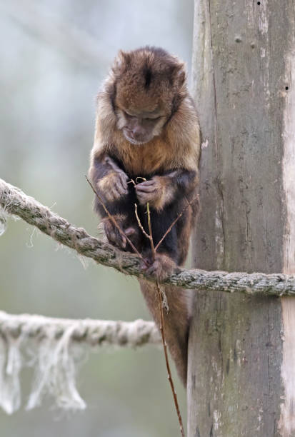 istock Golden bellid capuchin (Sapajus xanthosternos) eating a small stick 1393950247