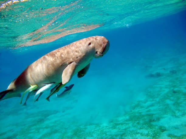 istock Dugongo. Sea Cow. 1393950336