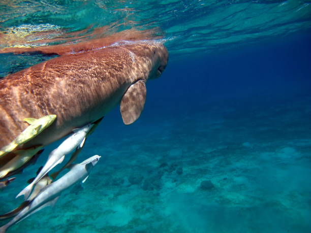 istock Dugongo. Sea Cow. 1393950337