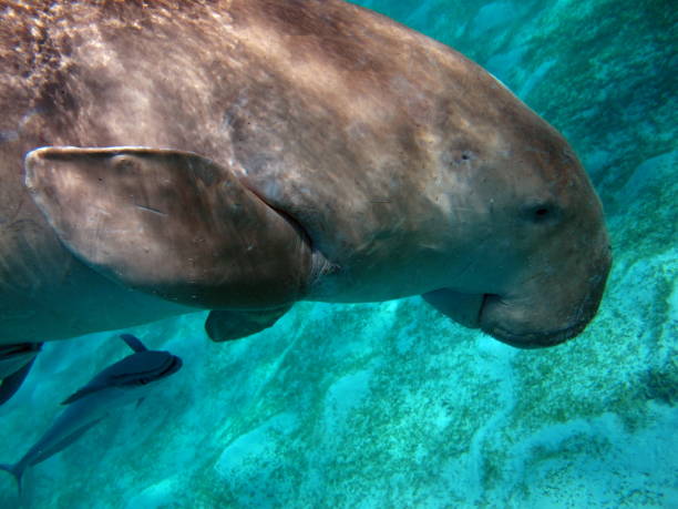 istock Dugongo. Sea Cow . 1393950338